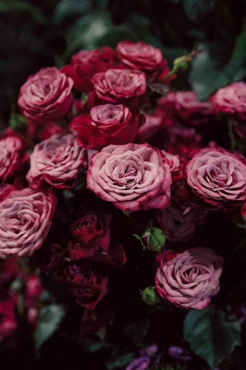 Red Flowers